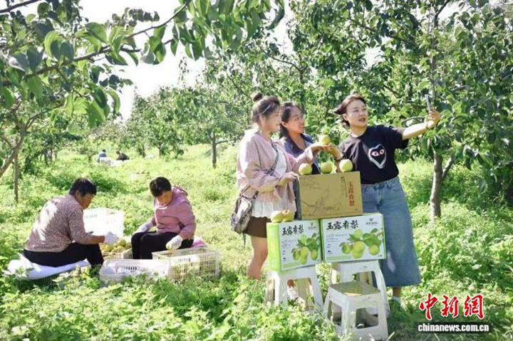乡村行·看振兴）小梨果变身“金果果” 山西高平花式激活“梨经济”